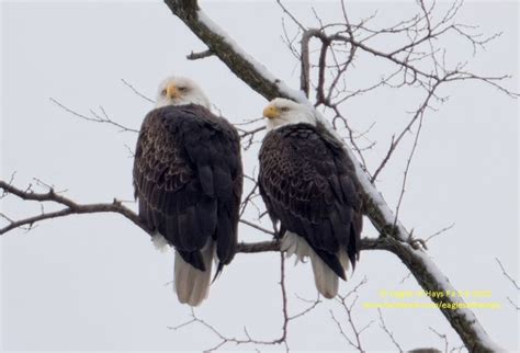 hays bald eagles|More.